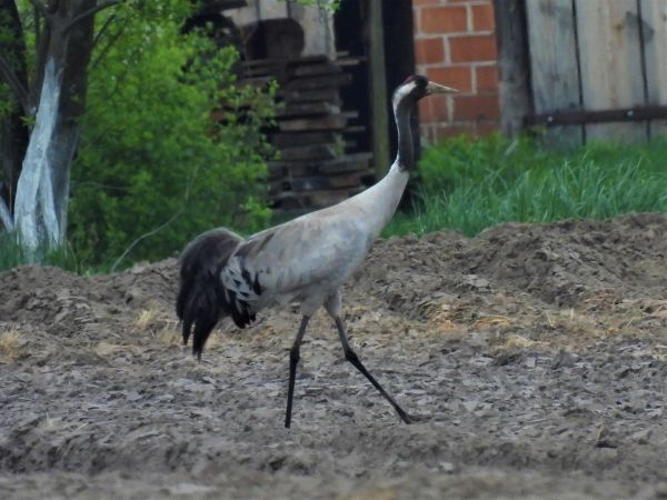 Grue cendrée  - Łukasz Cudziło