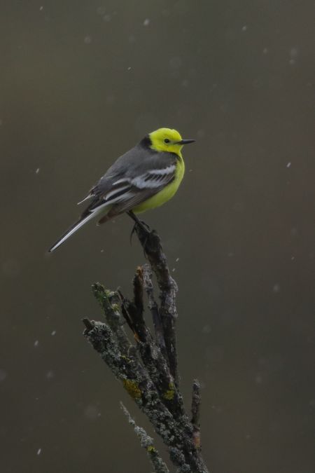 Bergeronnette citrine  - Dorota Bezwińska-Sikora