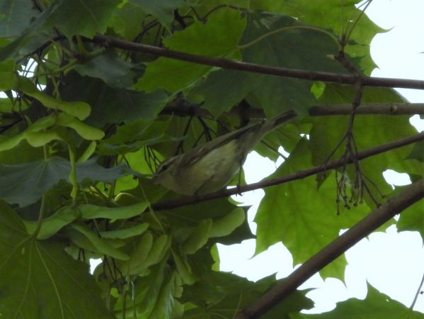 Greenish Warbler  - Ryszard Rudzionek