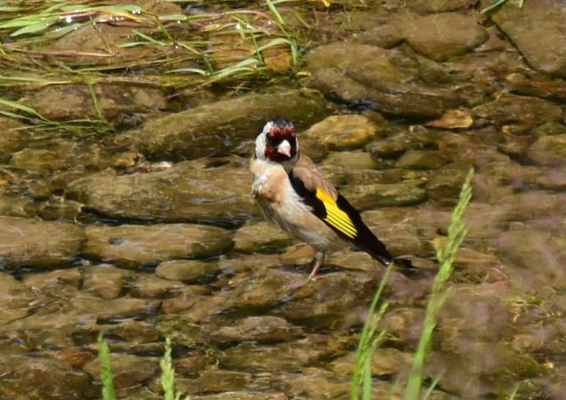 European Goldfinch  - Hanna Żelichowska