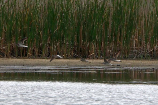 Common Greenshank  - Mariusz Zub