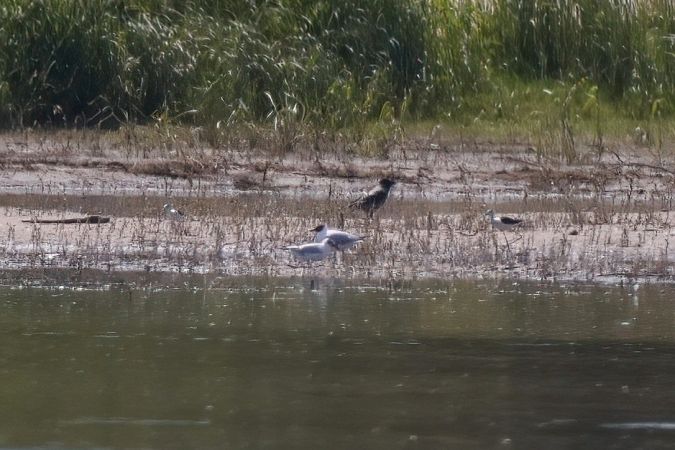 Echasse blanche  - Marcin Sidelnik