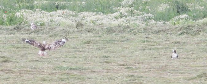 Long-legged Buzzard 