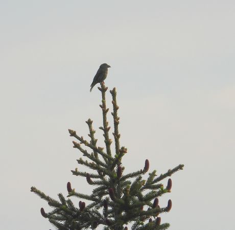 Bec-croisé des sapins 