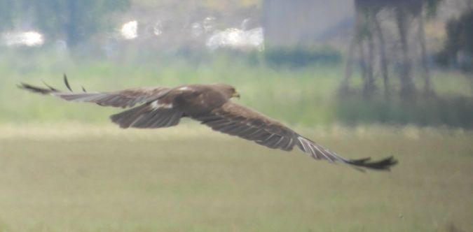 Lesser Spotted Eagle 