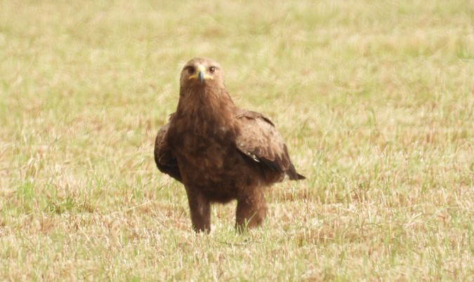 Lesser Spotted Eagle 