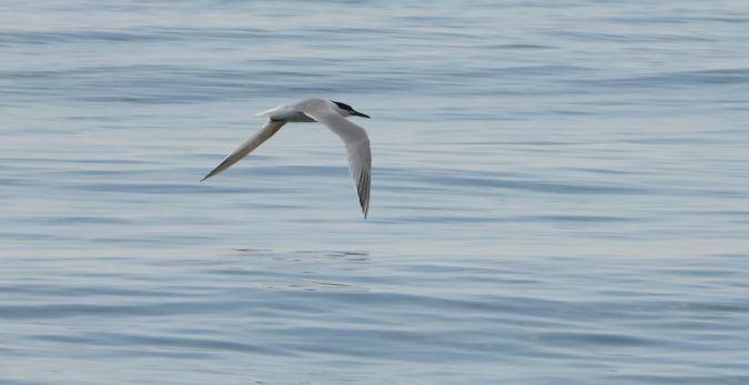 Sandwich Tern 