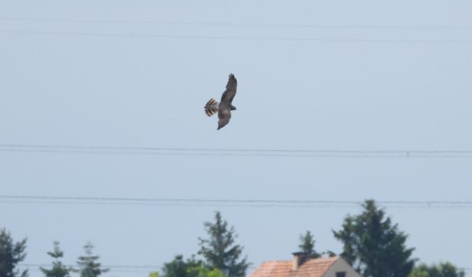 Montagu's Harrier 