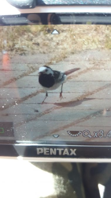 pliszka siwa (brytyjska, ssp. yarrellii)  - Eryk Miksa