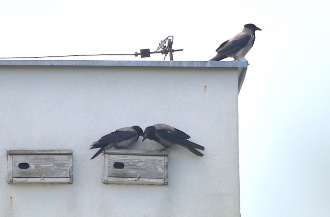 Hooded Crow  - Hanna Żelichowska