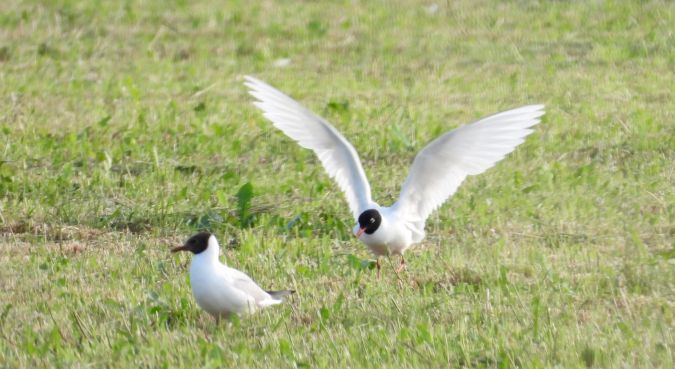 Mouette mélanocéphale 