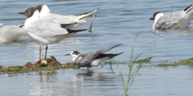 Black Tern 