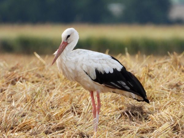 Cigogne blanche  - Jarosław Słowikowski