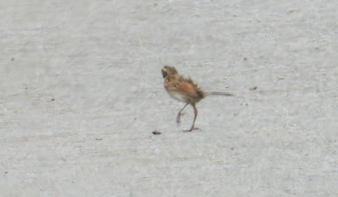Bruant des roseaux 