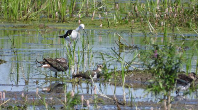 Black-winged Stilt 