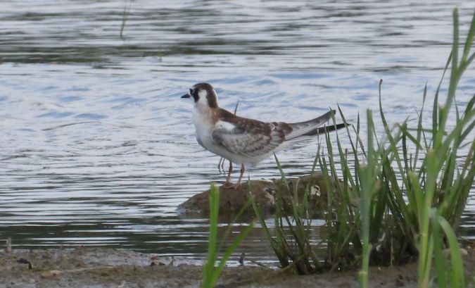 Guifette leucoptère 
