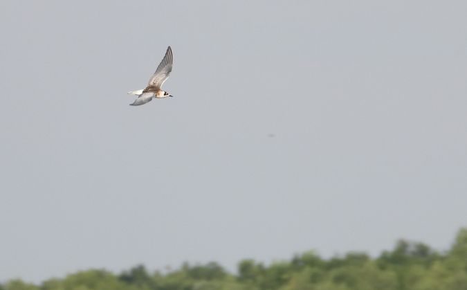 White-winged Tern 