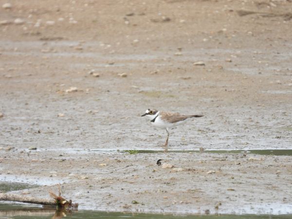 Little Ringed Plover 