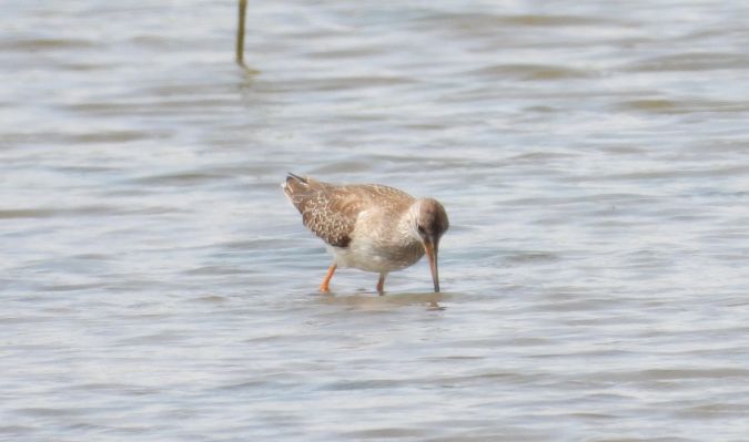 Common Redshank 