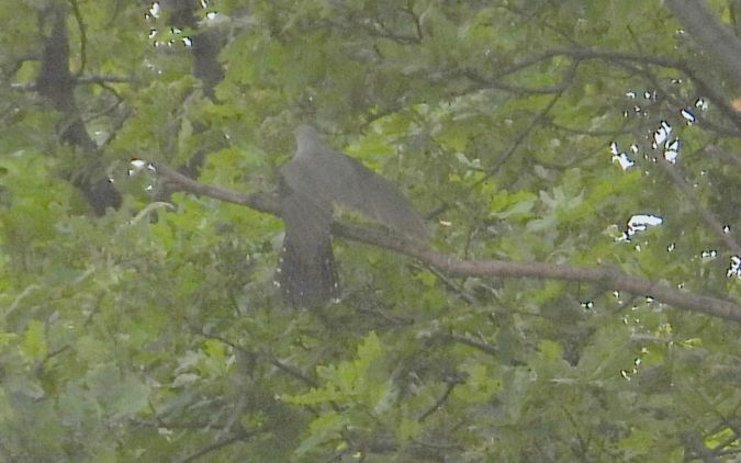 Common Cuckoo 