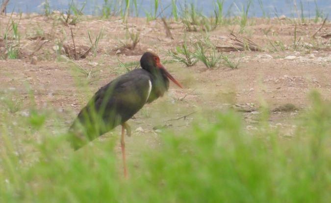 Cigogne noire 