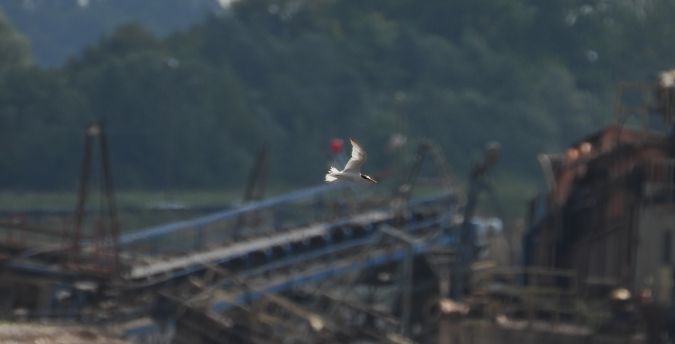 Little Tern 