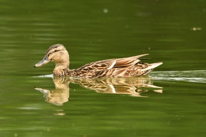 Canard colvert  - Anna Śnieżek