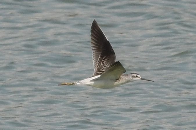 Marsh Sandpiper  - Daniel Stasiowski