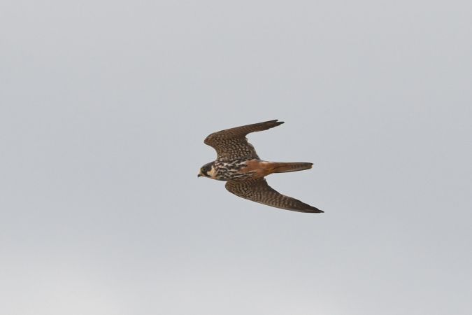 Baumfalke  - Marcin Sołowiej