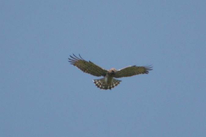 Short-toed Snake Eagle  - Mariusz Zub