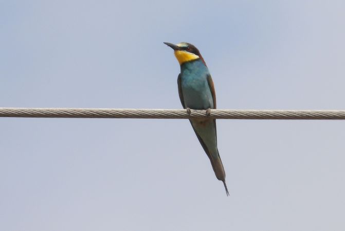 European Bee-eater 