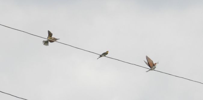 European Bee-eater 