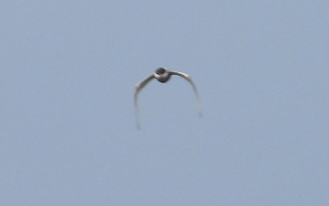 Whiskered Tern 