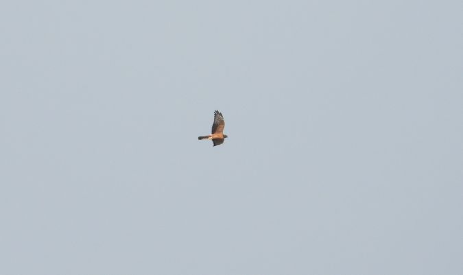 Montagu's Harrier 