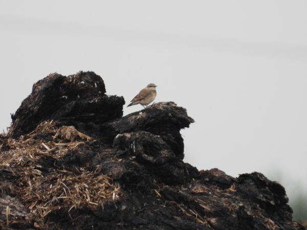 Northern Wheatear 