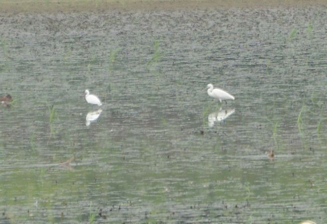 Aigrette garzette  - Andrzej Chwierut