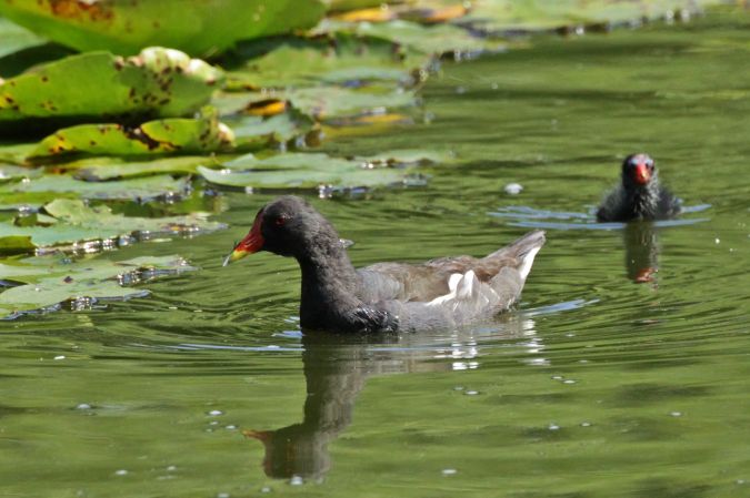 Common Moorhen  - Krzysztof Czajowski