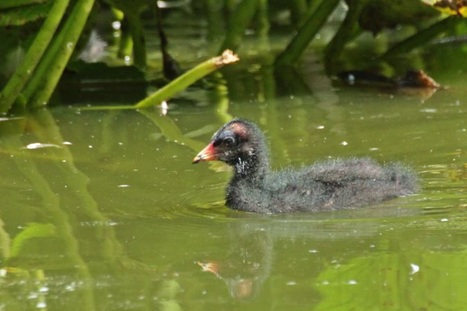 Common Moorhen  - Krzysztof Czajowski