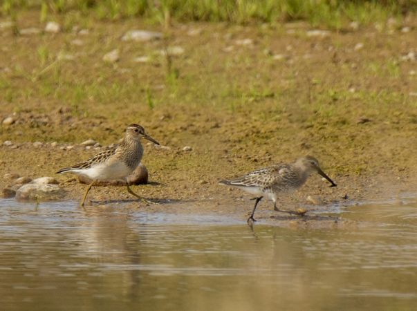 Pectoral Sandpiper  - Grzegorz Grygoruk