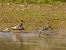 Pectoral Sandpiper  - Grzegorz Grygoruk