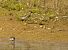 Pectoral Sandpiper  - Grzegorz Grygoruk