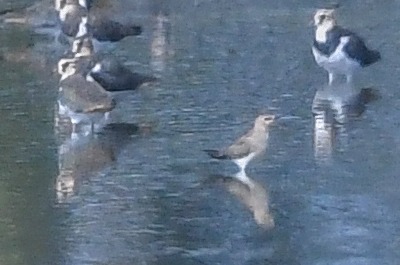 Black-winged Pratincole  - Daniel Stasiowski