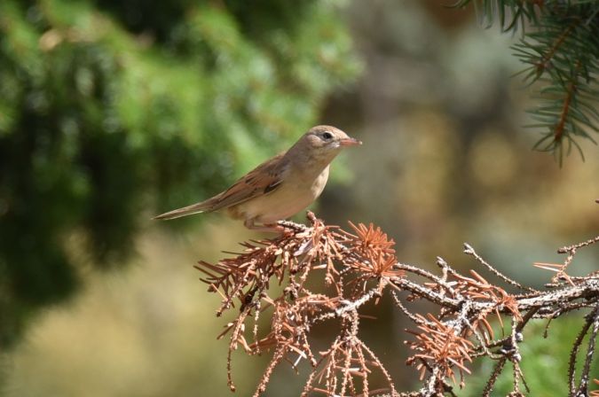 Common Whitethroat  - Hanna Żelichowska