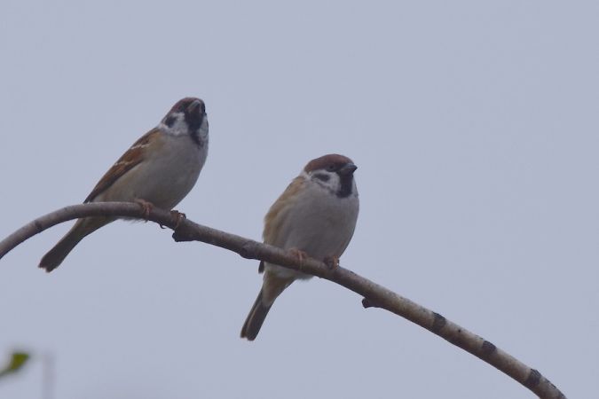 Moineau friquet  - Hanna Żelichowska