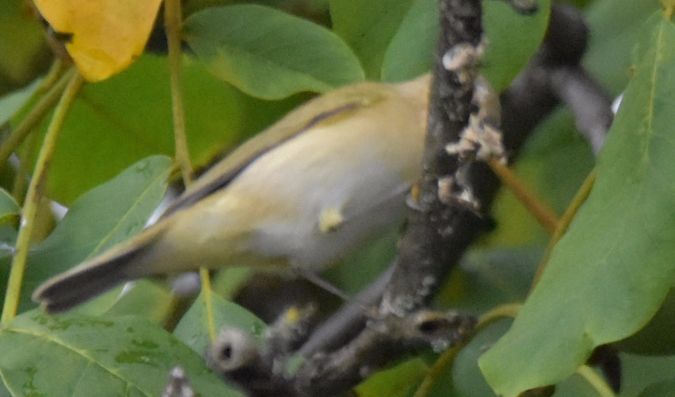 Common Chiffchaff  - Hanna Żelichowska