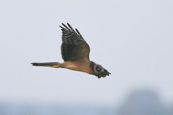 Pallid Harrier  - Mikołaj Rowicki