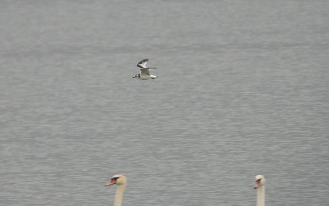 Mouette pygmée  - Jarosław Słowikowski