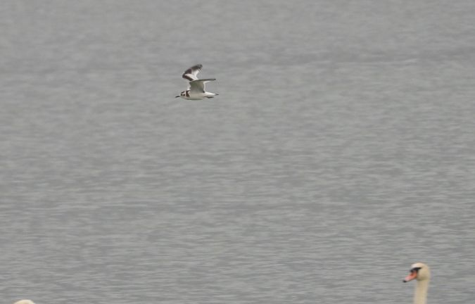 Mouette pygmée  - Jarosław Słowikowski