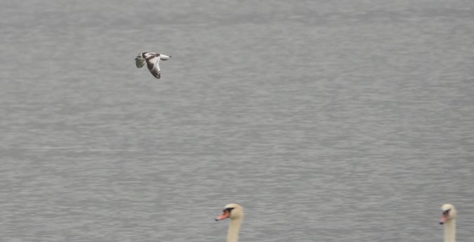 Mouette pygmée  - Jarosław Słowikowski