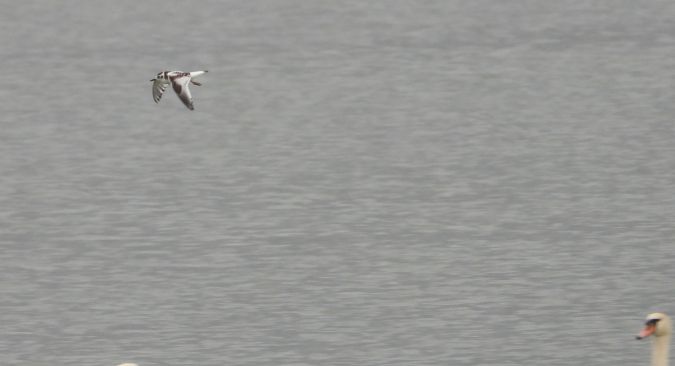 Mouette pygmée  - Jarosław Słowikowski